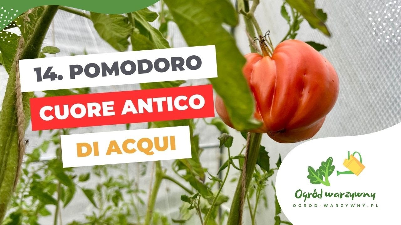 Pomodoro cuore antico di Acqui | Odmiany pomidorów #14