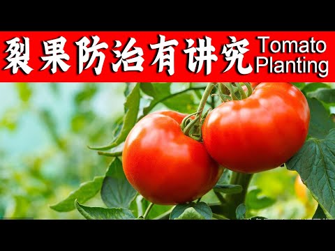 Video: Pengalaman Saya Dengan Menanam Tomato Di Rumah Hijau
