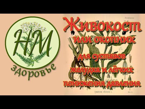 ЖИВОКОСТ или Окопник. Для суставов, бронхов и легких, понижения артериального давления.