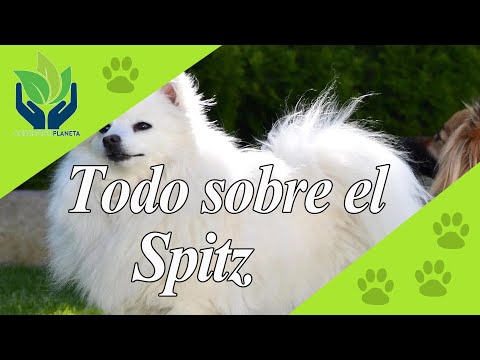 Spitz: ¿Peligros, Cuidados, Características, Tipos?