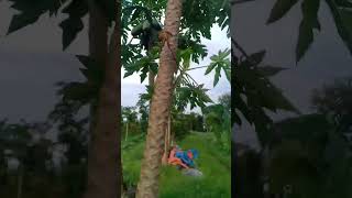 nghị lực sống phi thường từ mảnh đất cằn hoang vu trồng nên những cây đu đủ to cả tạ trái