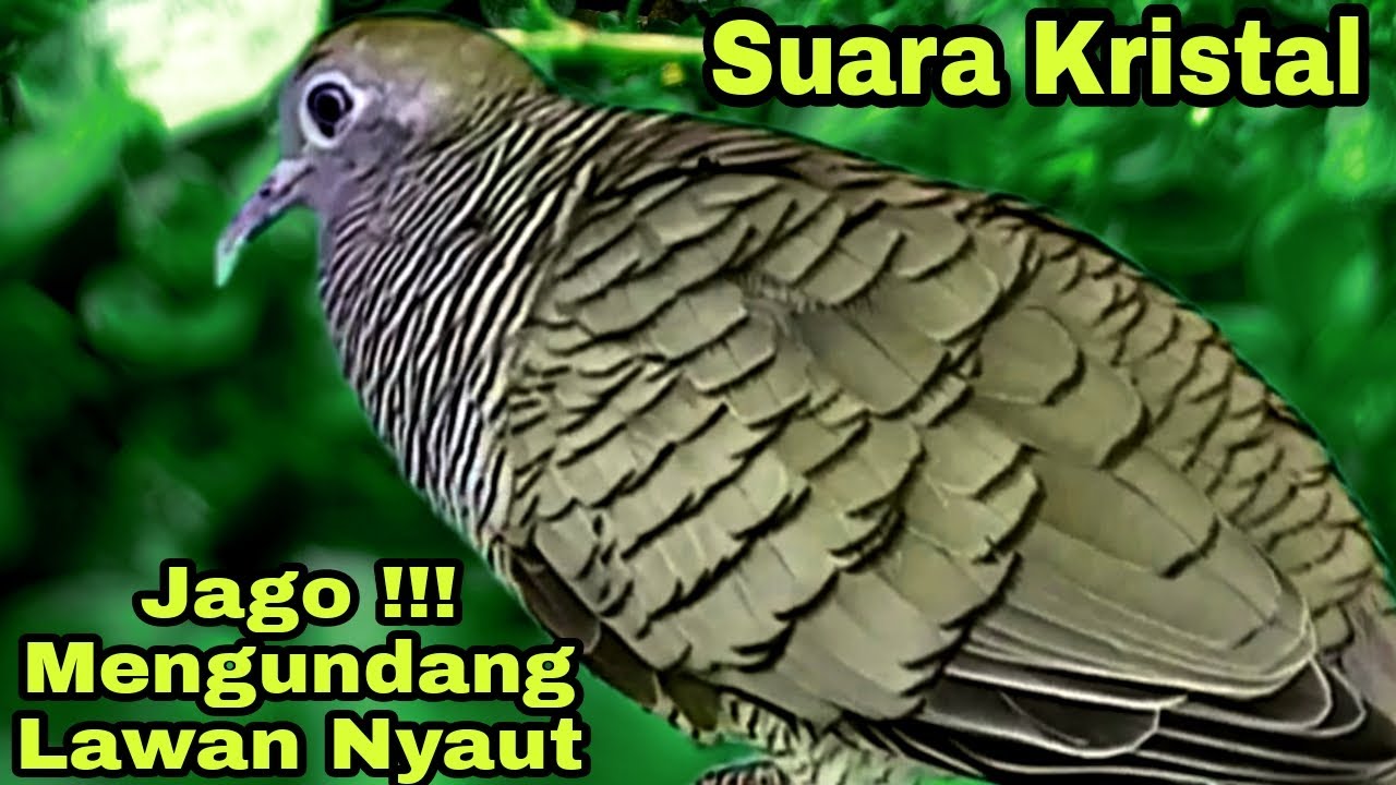 PANCINGAN PERKUTUT LOKAL SUARA KRISTAL PALING JAGO BIKIN SEMUA PERKUTUT LANGSUNG NYAUT BUNYI