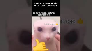 Quico Zinho Lindo 6