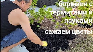 Обновка для дома, боремся с термитами и пауками, сажаем цветы