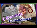 Cómo saber si mi Hamster está embarazada?