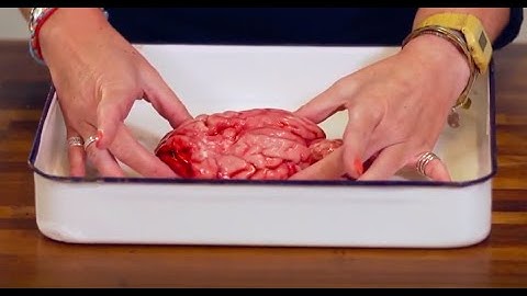 Brain Dissection -Biology & Psychology GCSE A-level NEET Practical Skills