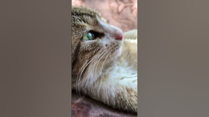 😻😻 the eyes #cat #catlover