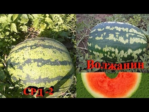 АРБУЗЫ СЕНТЯБРЯ - ВОЛЖАНИН И СРД 2 Убираем урожай и дегустируем