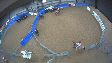 Big Sky Ranch Sorting Saddle Series #6 - #8 HC Ranch Hand - Round #1 - Ride #14