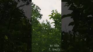 Cennet Bahçesi Gönül Mabedinde Ebedi Olalım Heavens Garden Shorts Video Zile Tokat