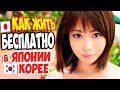 Как БЕСПЛАТНО жить в ЯПОНИИ и КОРЕЕ. Как Дешево Уехать. Мой Опыт