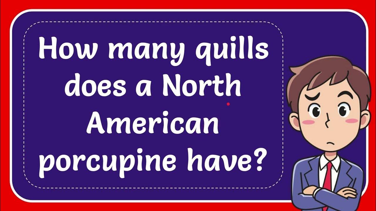 How many quills does a North American porcupine have? Answer YouTube