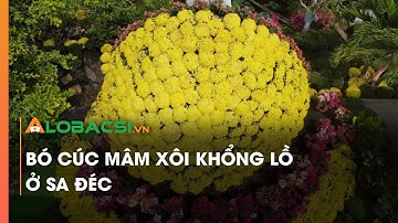 Chiêm ngưỡng bó cúc mâm xôi khổng lồ ở Sa Đéc Video AloBacsi