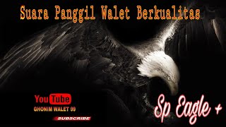 Donwload Suara Panggil Walet Gratis || Sp Eagles   quality swallow lure sound