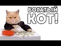БОГАТЫЙ КОТ! - Cat Goes Fishing