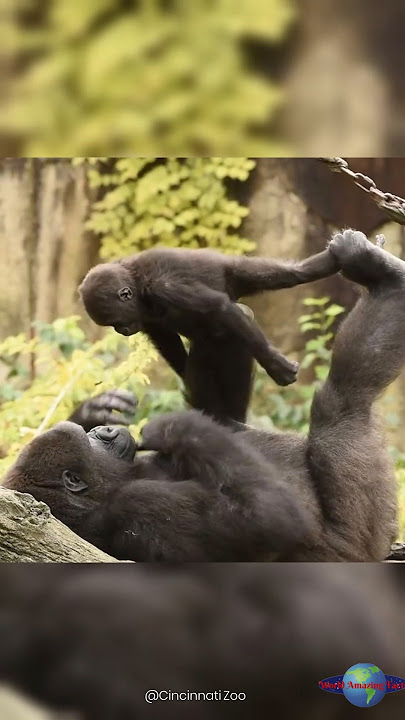 Gorilla Mom Plays Airplane with Her Baby 🦍✈️