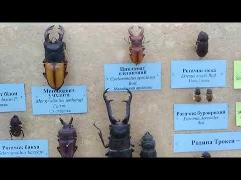 Stag Beetles (Lucanidae) at National Museum of Natural Sciences, Kiev, Ukraine