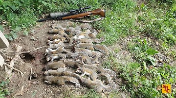 Pest Control with Air Rifles - Squirrel Shooting - Could this be a New Family Record?