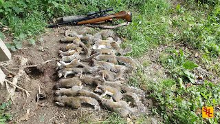 Pest Control with Air Rifles - Squirrel Shooting - Could this be a New Family Record?