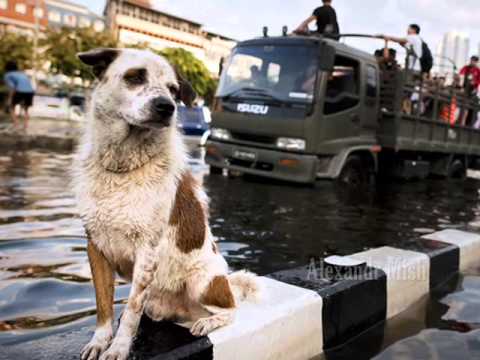 Мы и они. Посвящается собакам. Us and them. Dedicated to dogs.