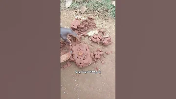 ملكة النمل الأبيض العملاقة 
