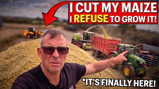 Chopping My HUGE Maize Crop - But It’s The Last Time I’ll Grow It!!