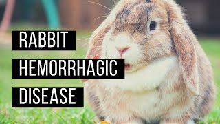 Rabbit Hemorrhagic Disease