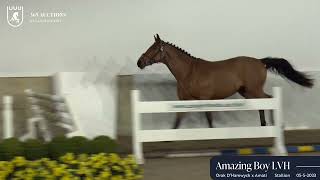 Amazing Boy LVH