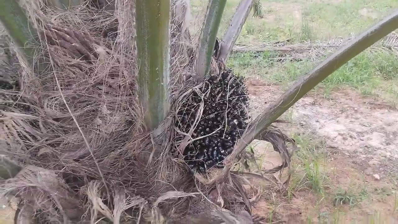 ల్యాండ్ ఫర్ సేల్స్ 15 ఎకరాలు ఎన్టీఆర్ జిల్లా1 ఎకరం35 లక్షలు సెల్ నెంబర్ 6281840097