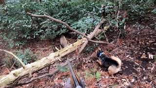 佐賀の猪猟90Kgの雌