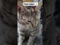 Please support #shorts #cat #youtubeshorts