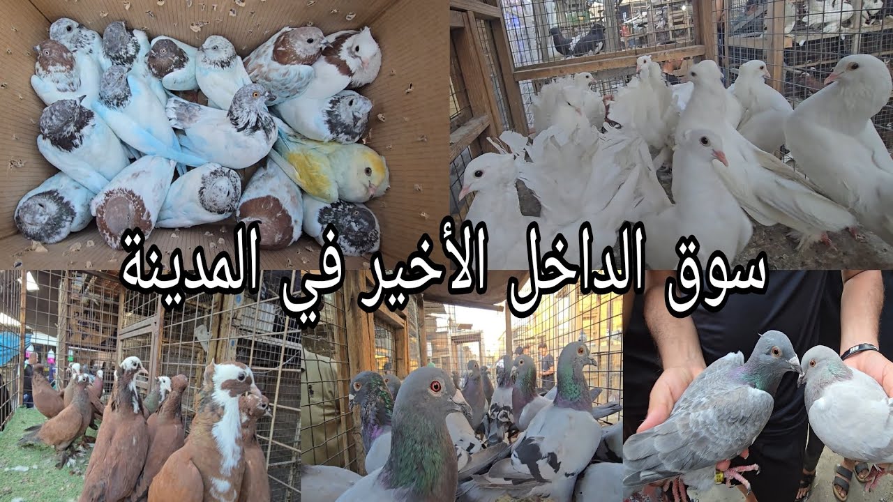 سوق الداخل الأخير انواع الحمام  واسعار مناسبة جدا  اليوم الخميس  2024/9/12