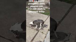 Call 313-288-0545 GEN one puppy promotion get yours today $550 ￼