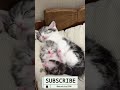 Rest is all they need #cats #pets