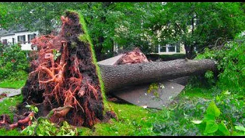 Tree Cutting Fails | Chainsaw Fails Compilation