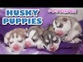 Husky Puppies (newborn) - SUPER CUTE! 🐺😂