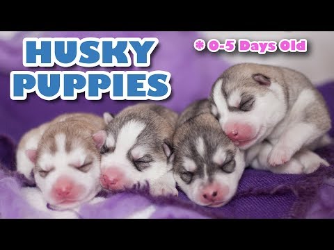 Video: Bagaimana cara mendapatkan Kartu Husky One yang baru?