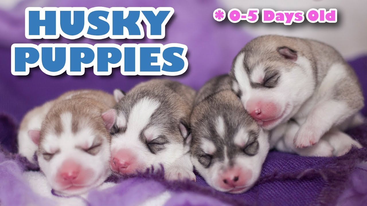 really cute baby husky puppies