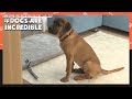 Nobody wanted to adopt Daru, the fierce Tosa (Dogs are incredible) | KBS WORLD TV 210106