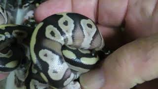 Famous Brian Gundy Shares Babies Produced From A Pastel GHI To Mojave Profile