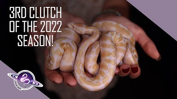 Egg to Shed | Toffino, Candino, Albino Ball Pythons | #Snake #BallPython #Reptiles