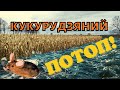 Кукурудзяний потоп! Поля всі заливає водою. Огляд кукурудзи. Ціна на кукурудзу. Ситуація невтішна!