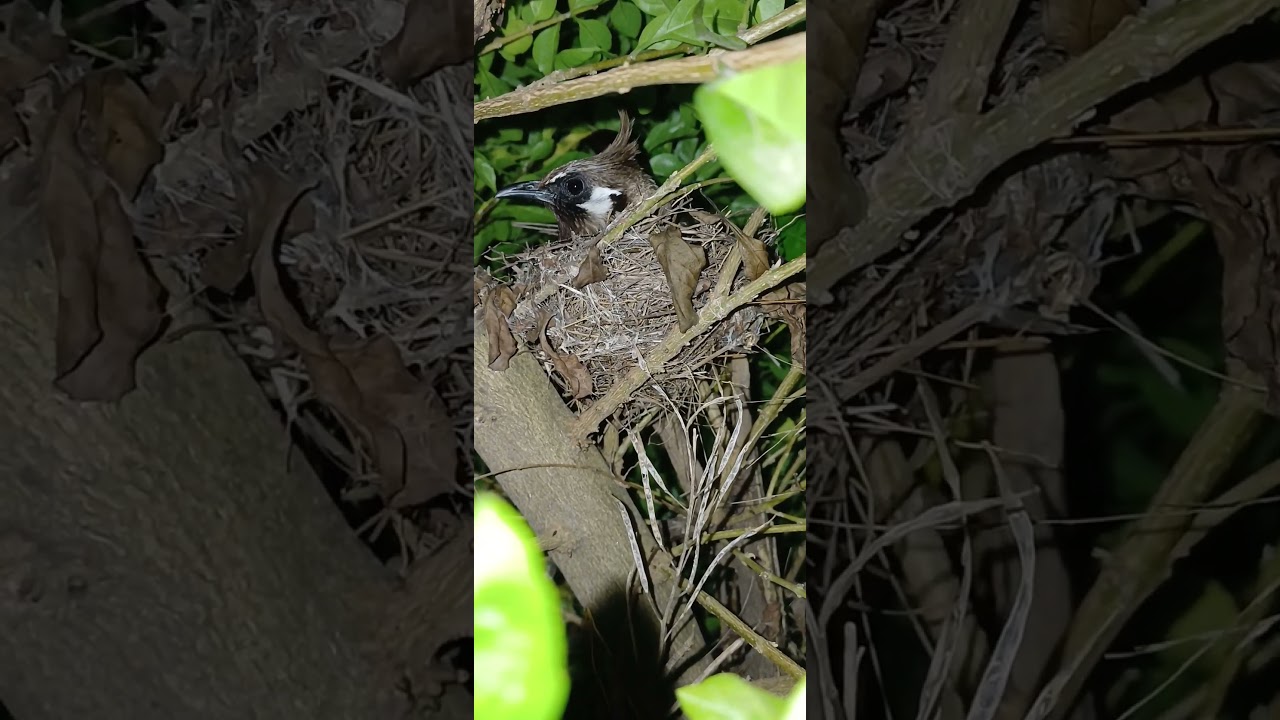 Mother saving eggs . mother love is invaluable