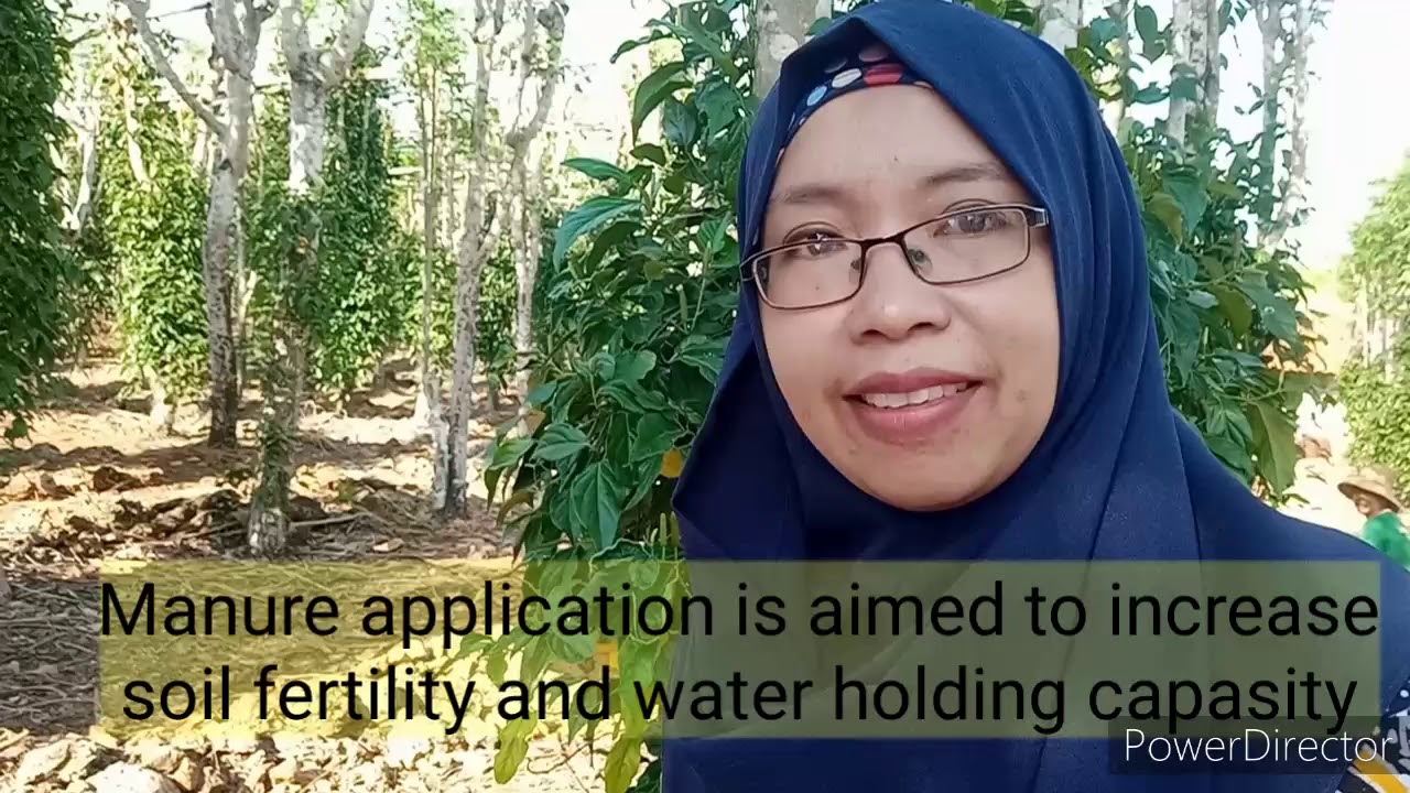 The Javanese Long Pepper 's Cultivation in Bluto, Sumenep // Budidaya