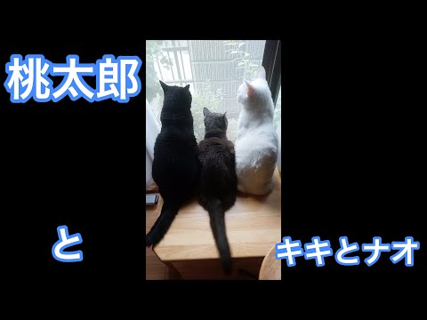 モノクロ猫