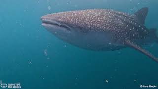 Whale shark @ Lombok, Indonesia