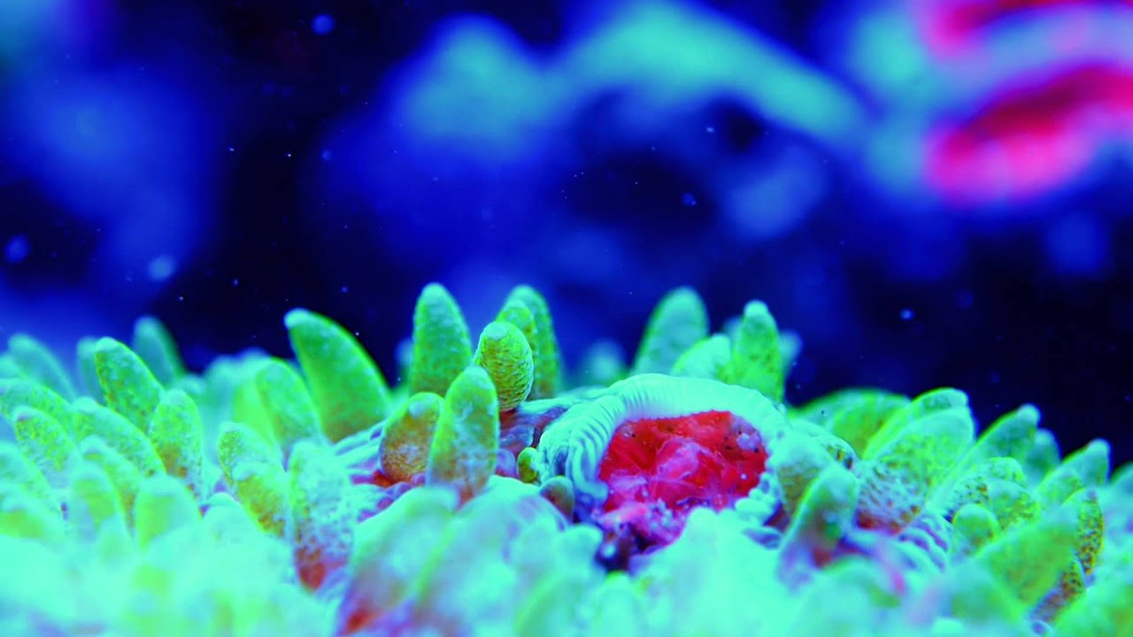 Fungia eating Goldpods - Coral timelapse - YouTube