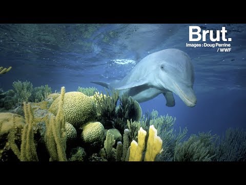 Vidéo: Comment Les Dauphins Dorment