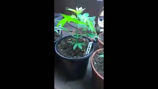 MoonGod and PurpleMoon from BlackSheepGenetics