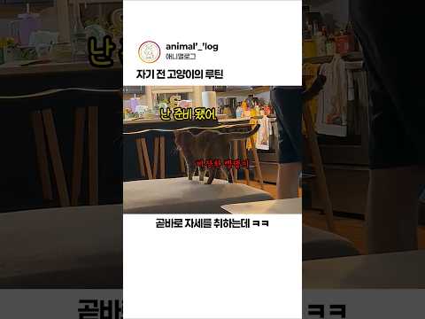 자기 전 고양이의 루틴 #고양이 #웃긴영상 thumbnail